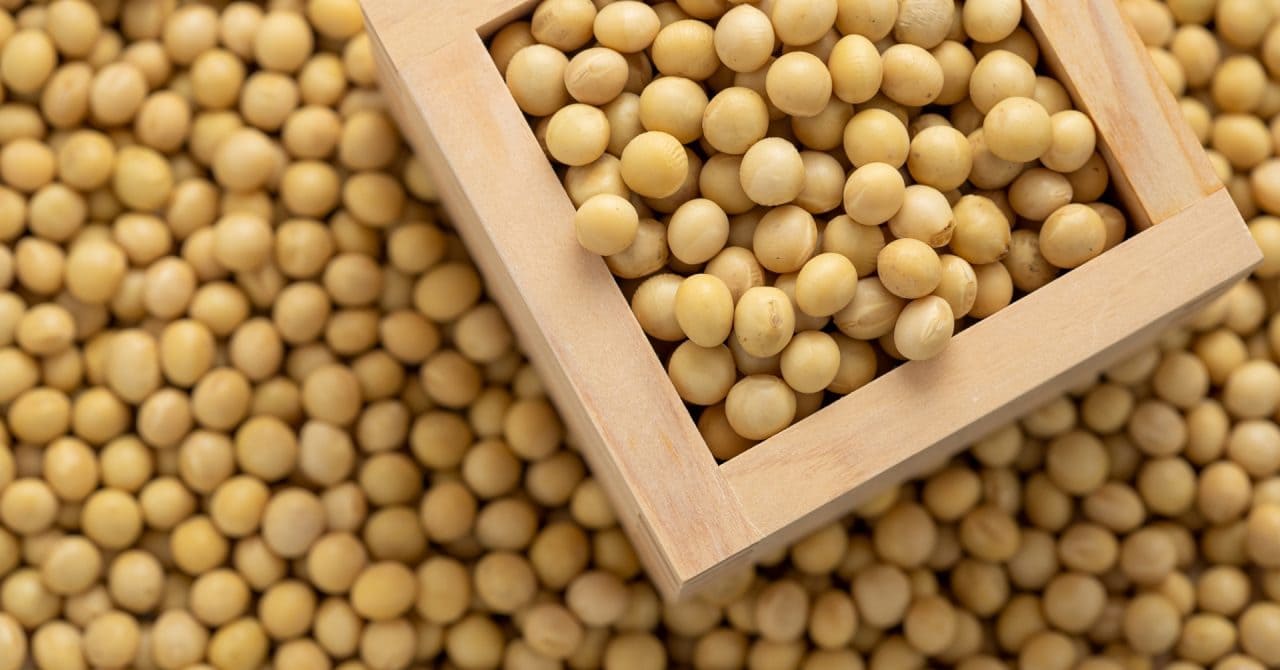 タンパク質が豊富な大豆は健康におすすめ！